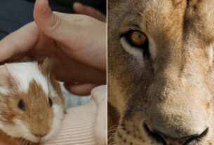 Covid: Hong Kong Culls Hamsters; South African Infected Lions Raise New Variant Fears