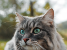 Good News for Senior Felines: New Antibody Treatment for Arthritic Cats Approved