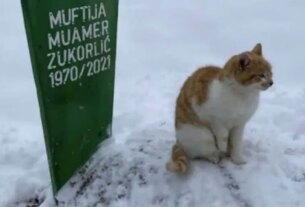 Two Months Since Owner's Death, Cat Still Sits Near His Grave in Biting Cold