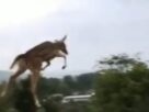 Video of Deer 'Flying' in the Air Wows Netizens
