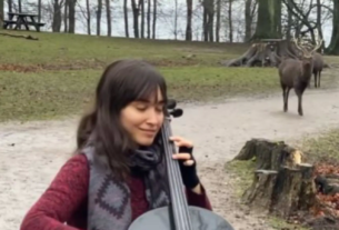 WATCH: Denmark Cellist's Soulful Music Draws in Admiring Deer
